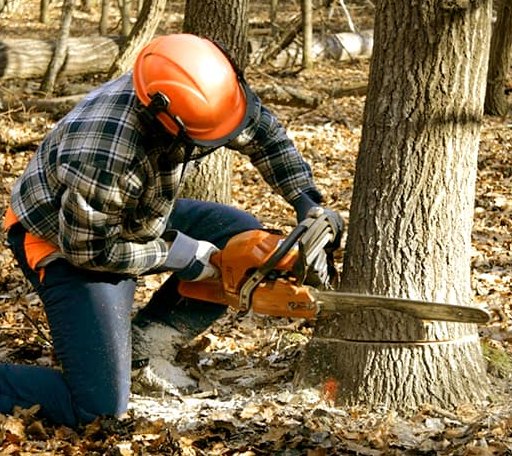 Tree Removal in Sunny Side, GA